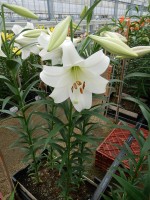 [5156 White Triumph VZ No01.JPG]